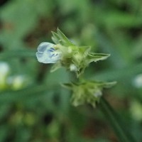 Rungia pectinata (L.) Nees